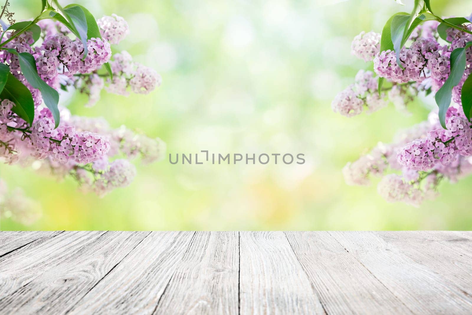 Lilac flowers garden blur background