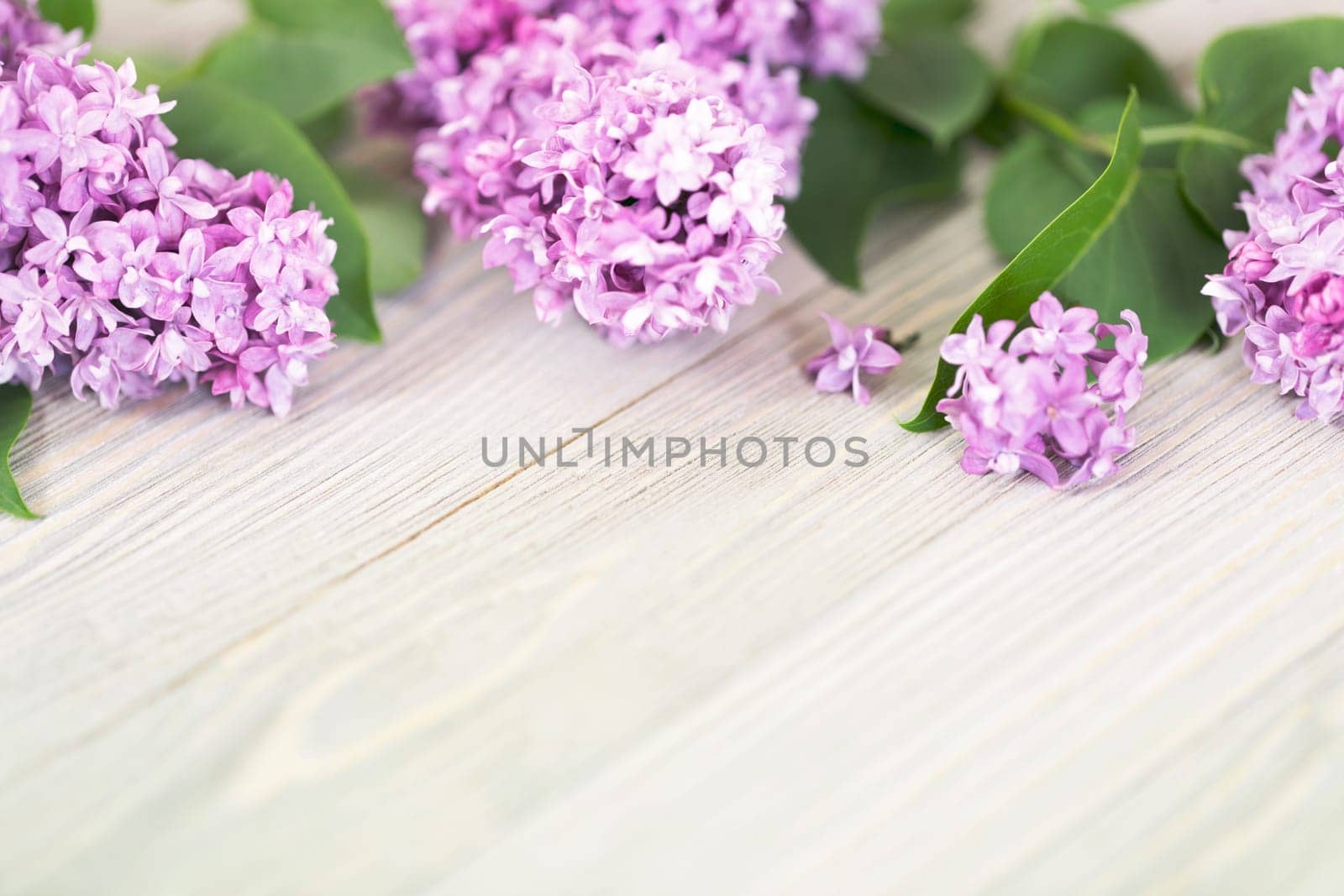 Purple lilac flowers on wooden table background
