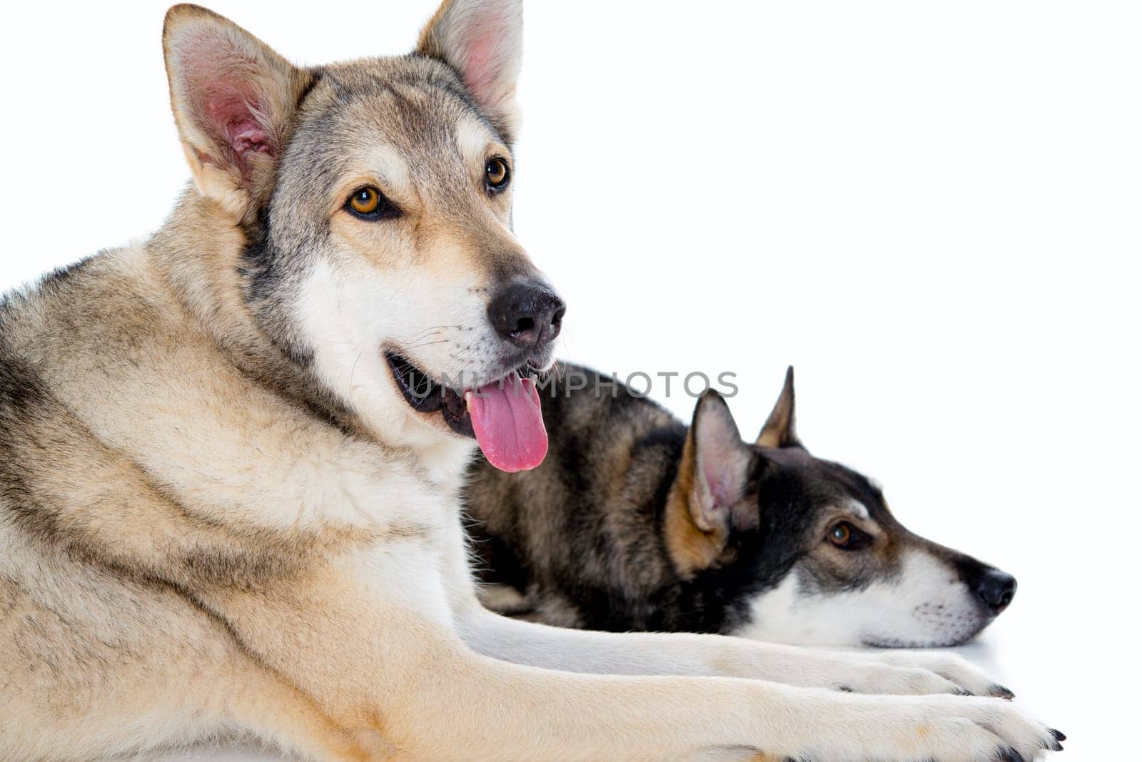 two wolfhounds in front of white background