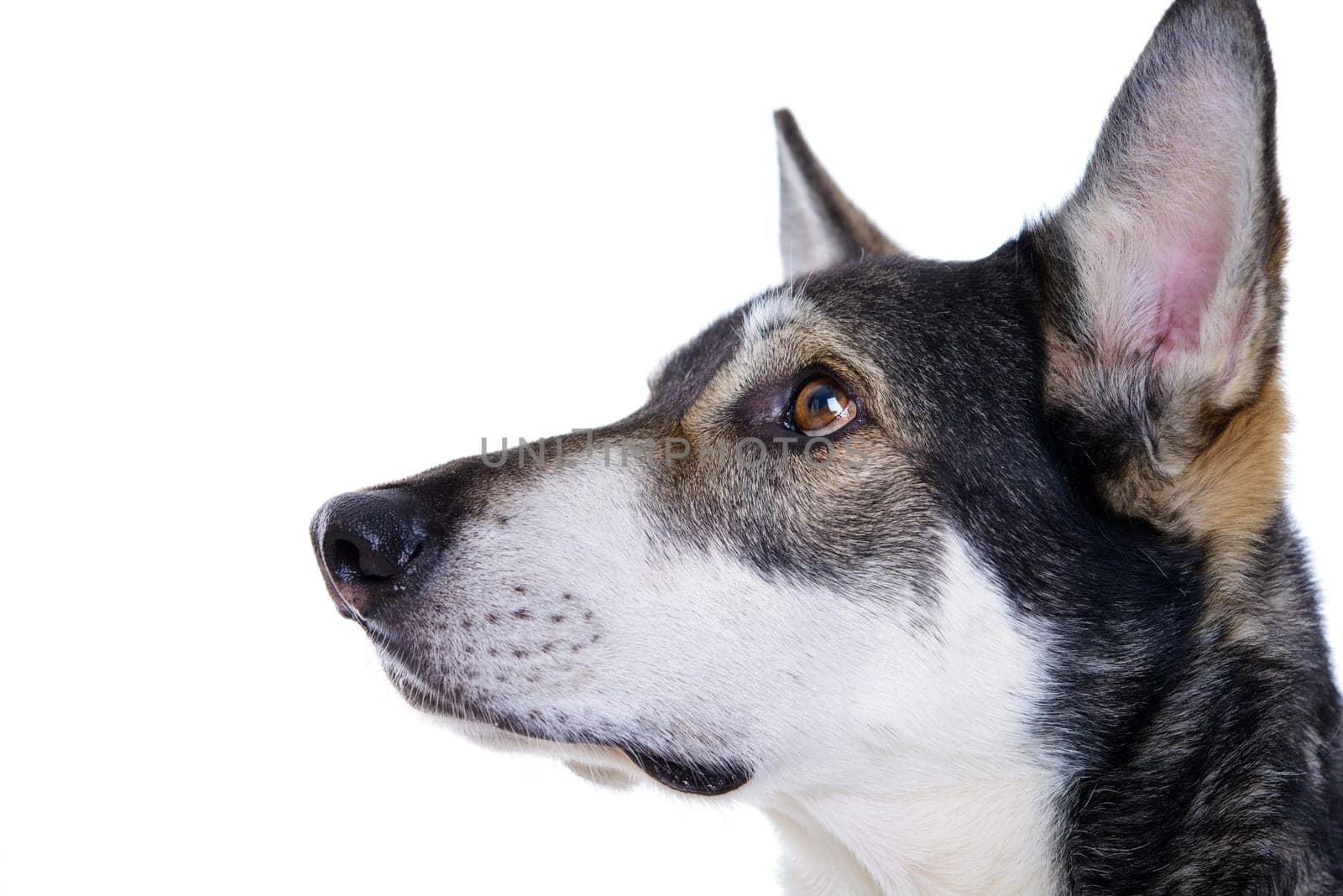 wolfhound in front of white background
