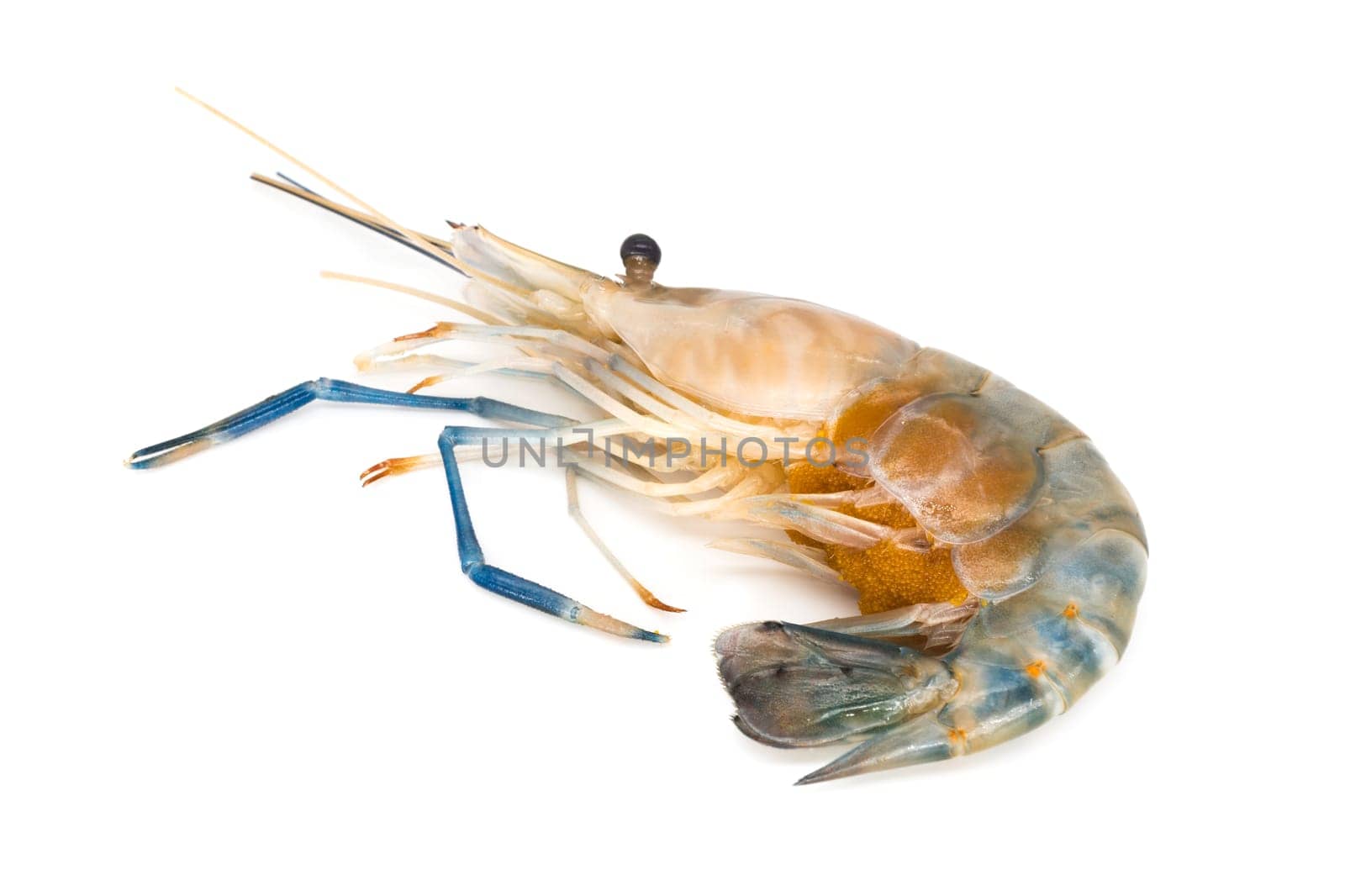 Shrimp isolated,close-up of shrimp with eggs on a white background