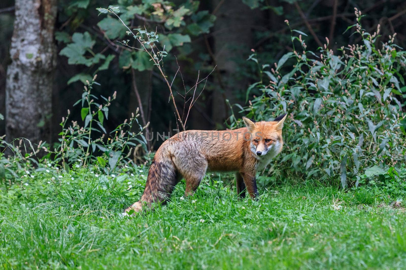 european red fox (vulpes vulpes) in Fagaras Mountains, Romania