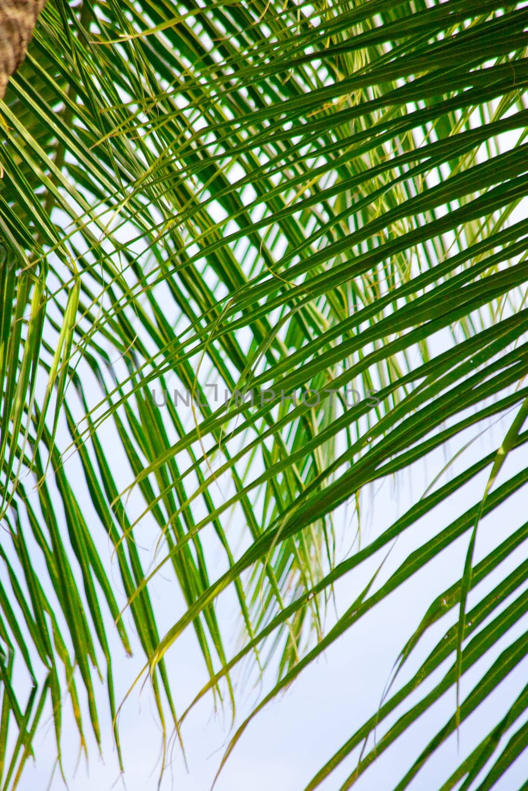 Maldives tropical forest