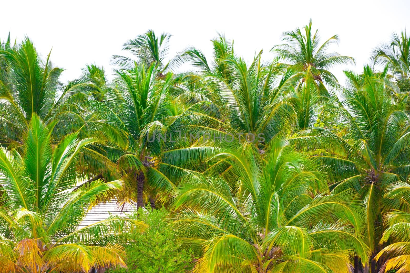Holiday Paradise