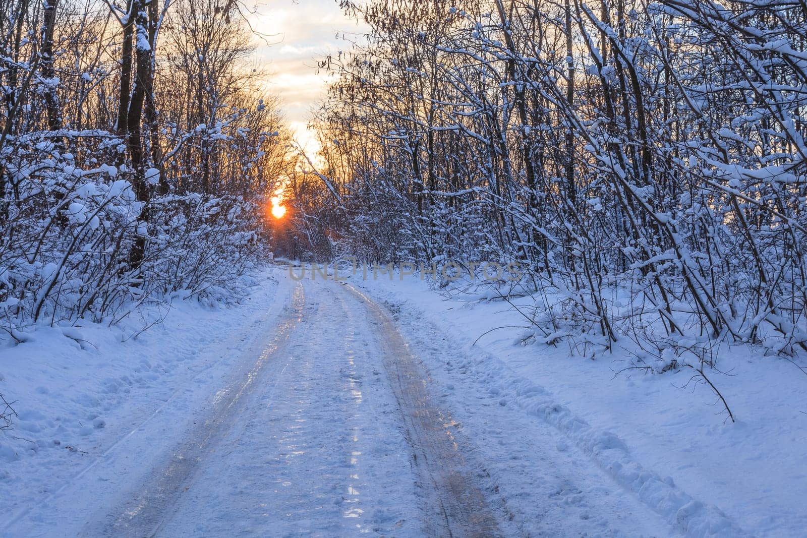 rustic road in winter. Comana Natural Park, Romania
