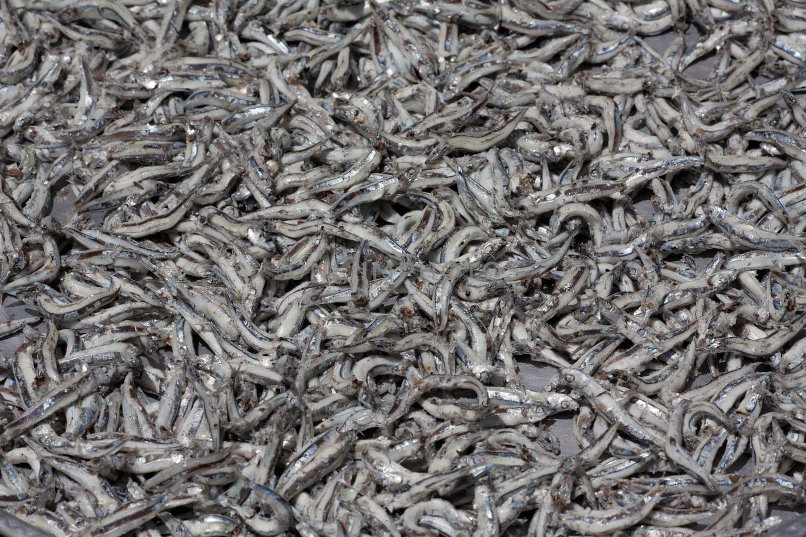 Fish, Fish, Fish