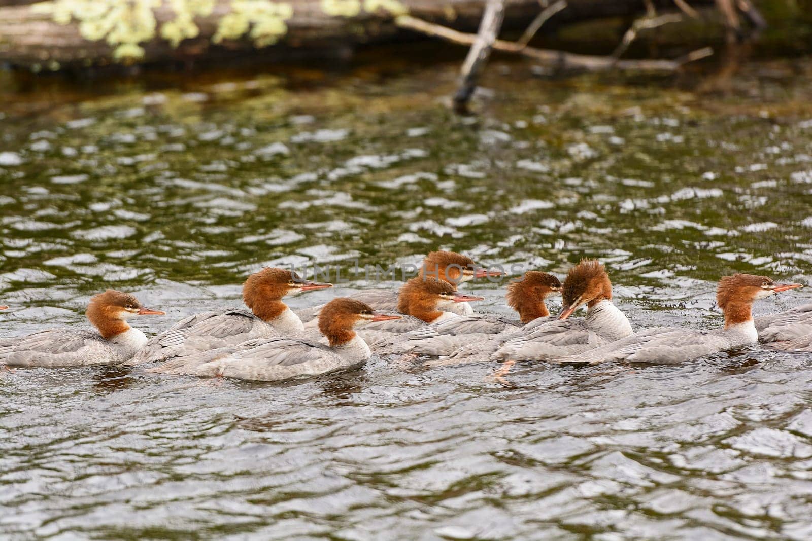 Common Mergansers on Patrol on Jasper Lake in the Boundary Waters in Minnesota