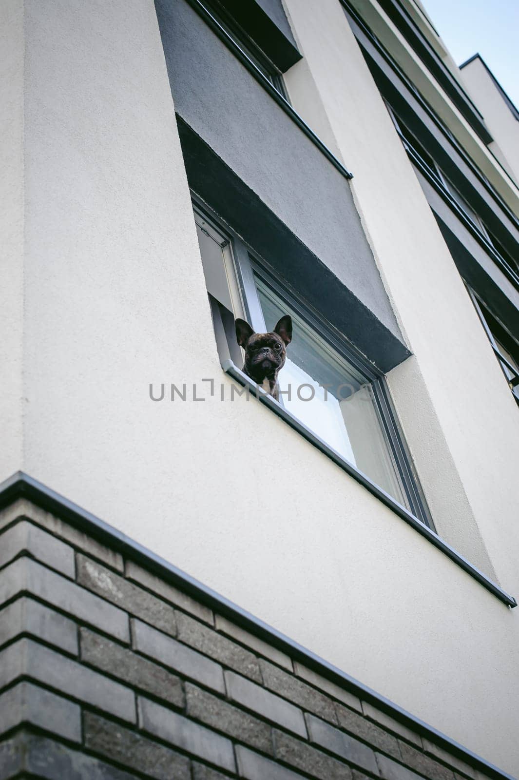French bulldog looks out window outside into courtyard of house