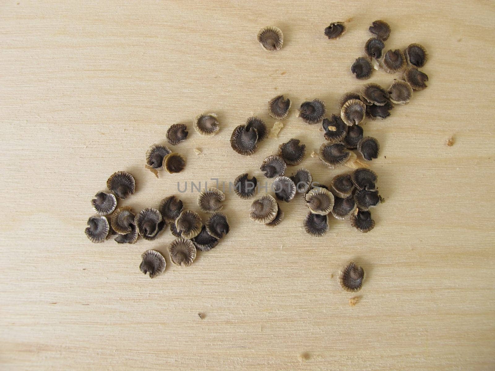 Seeds of the mallow