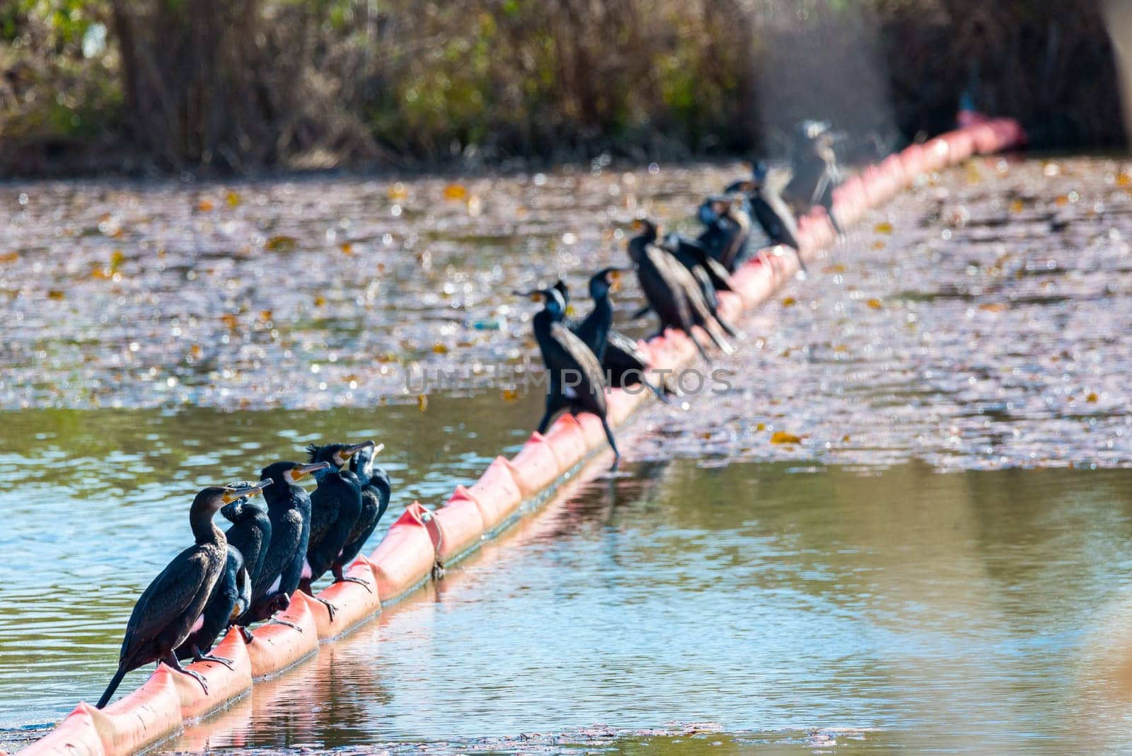Phalacrocorax carbo, group of Cormorants in Guadiana river