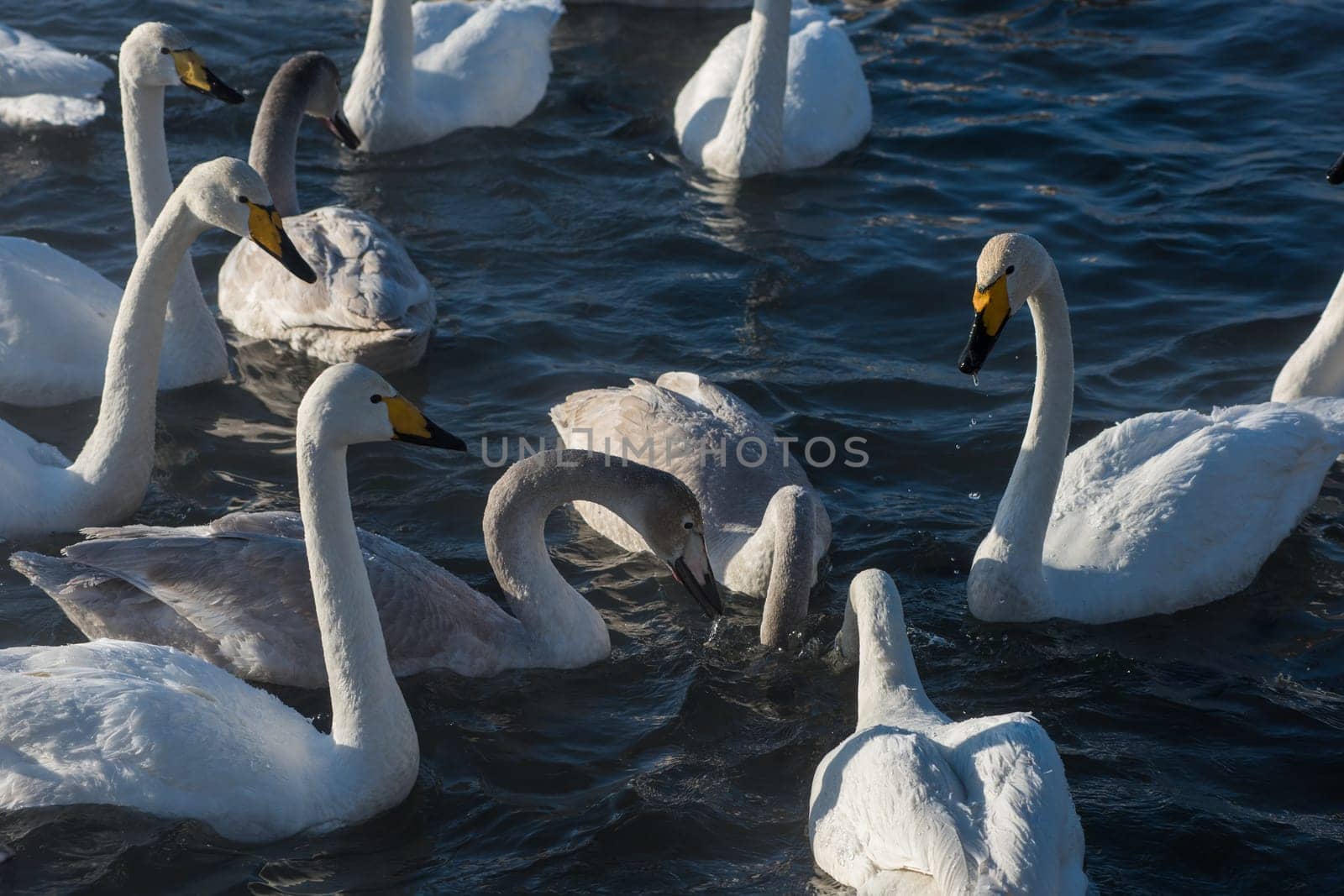 Beautiful white whooping swans swimming in the nonfreezing winter lake. The place of wintering of swans, Altay, Siberia, Russia.