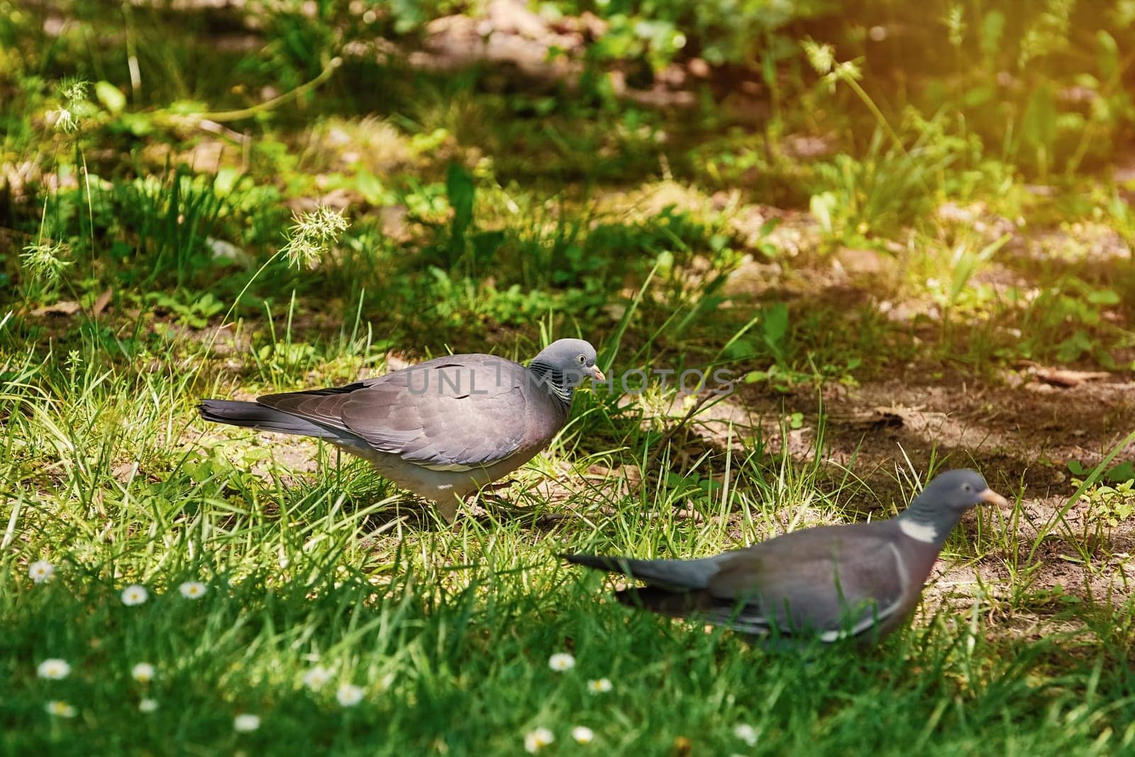 Two Common Wood Pigeons Looks for Food on the Grass