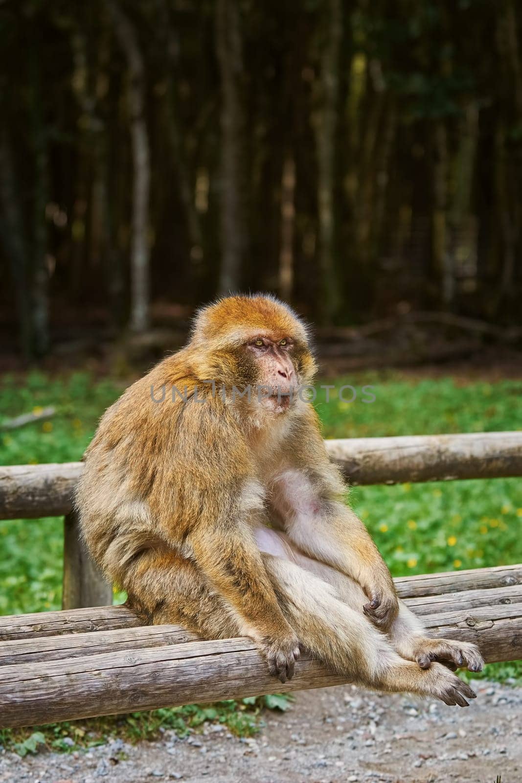 Closeup Portrait of Barbary Macaque (Macaca Sylvanus)