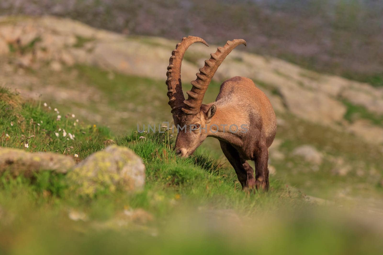 Ibex, Range of Mont Blanc, France