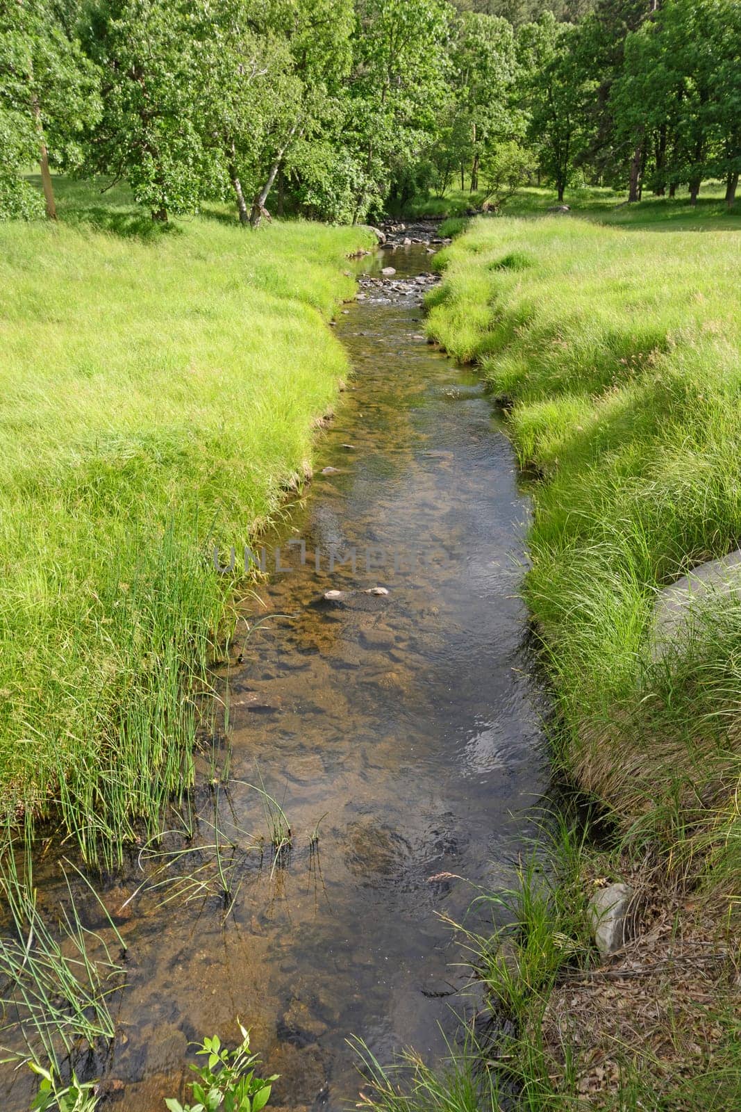 Quiet Stream in the Mountains in the Black Hills in Custer State Park in South Dakota