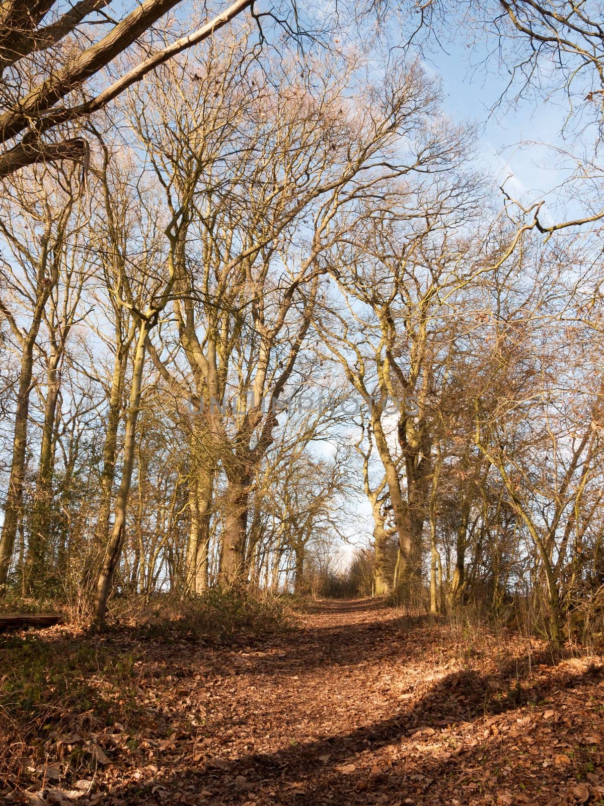 path through autumn winter spring forest sunny light bare bark trees nobody  essex  england  uk