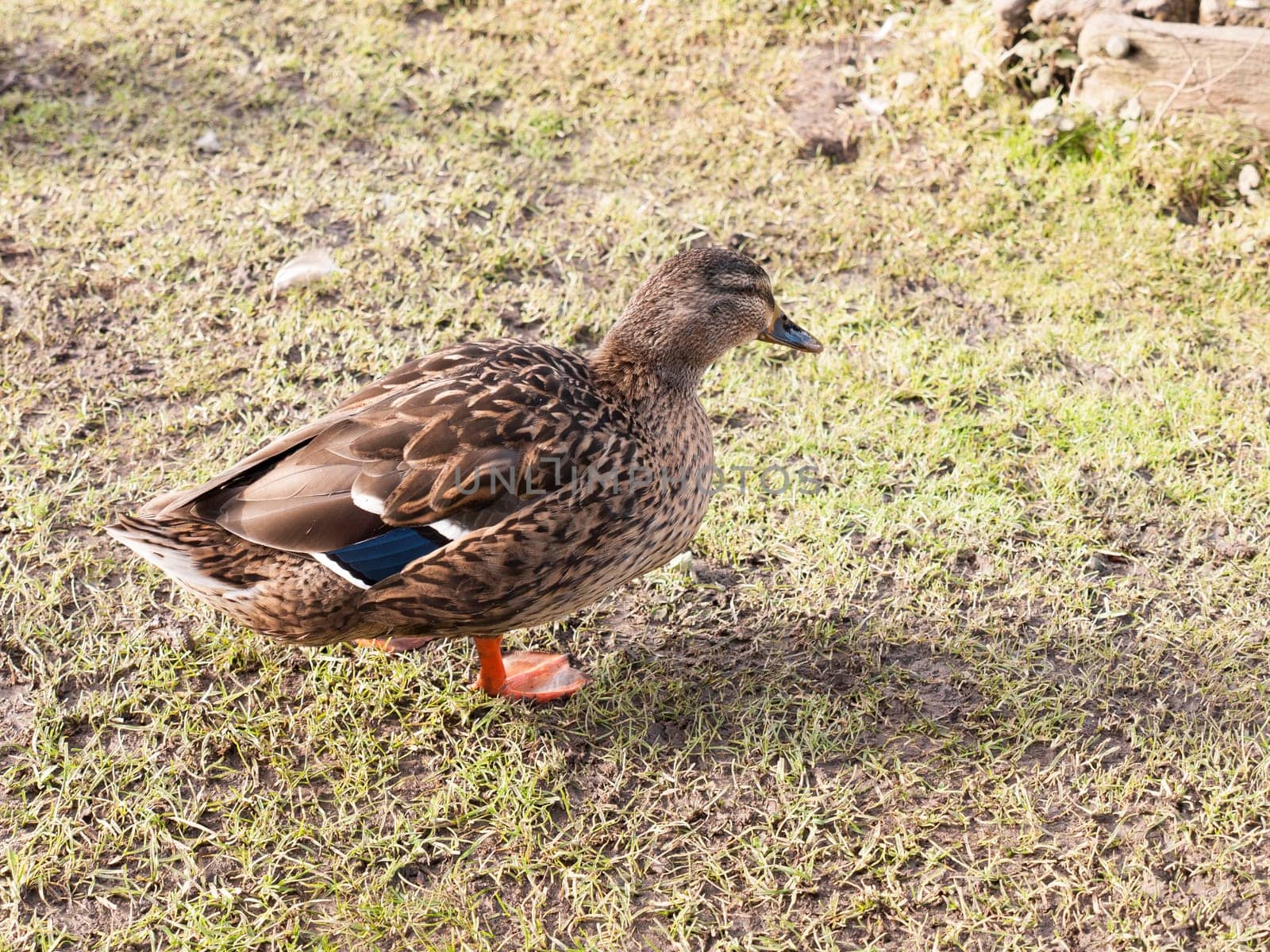 brown female duck mallard on green grass below portrait close up  essex  england  uk