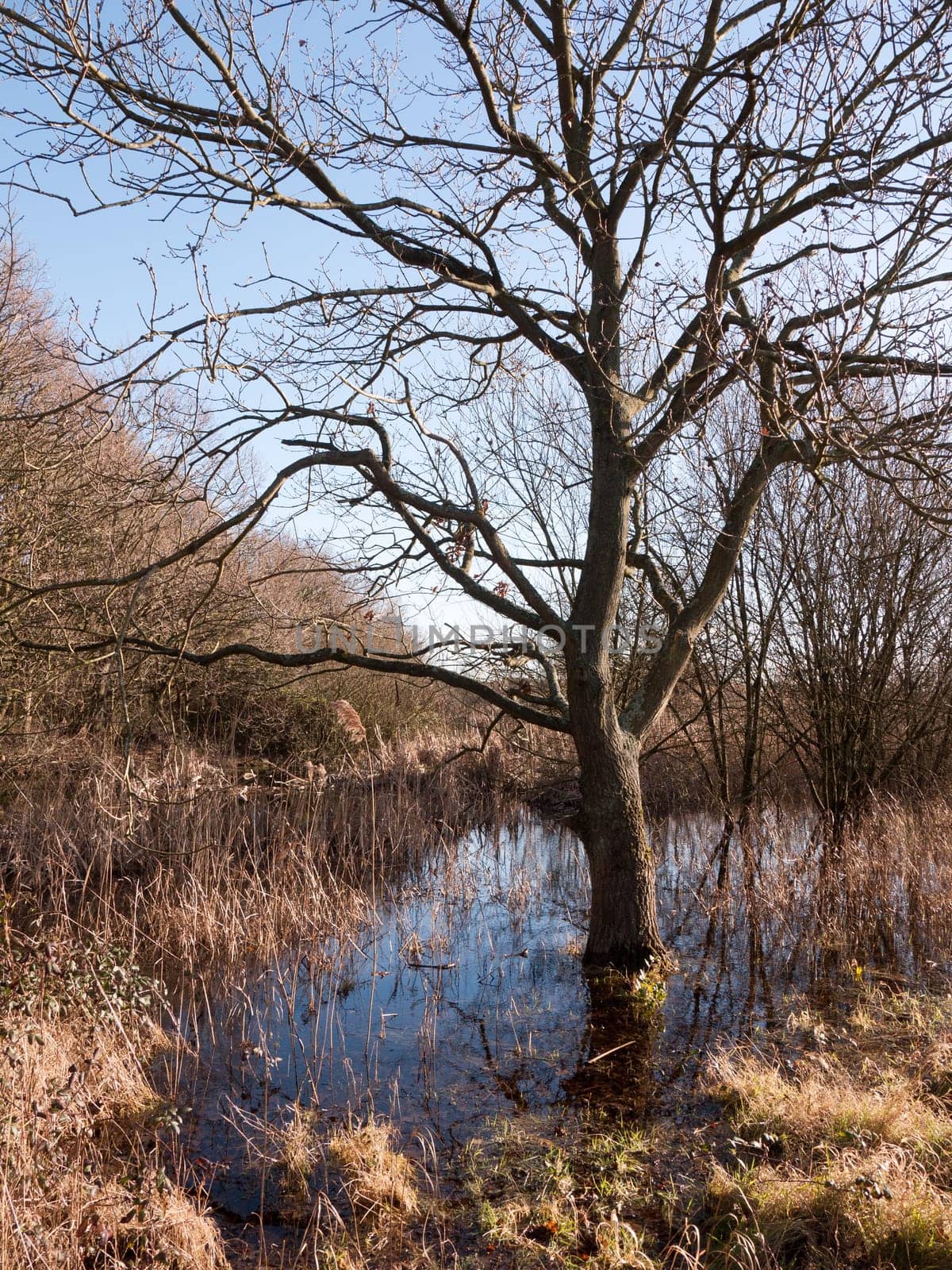 close up shot of bark bare tree in pool of water grass reeds around scene  essex  england  uk