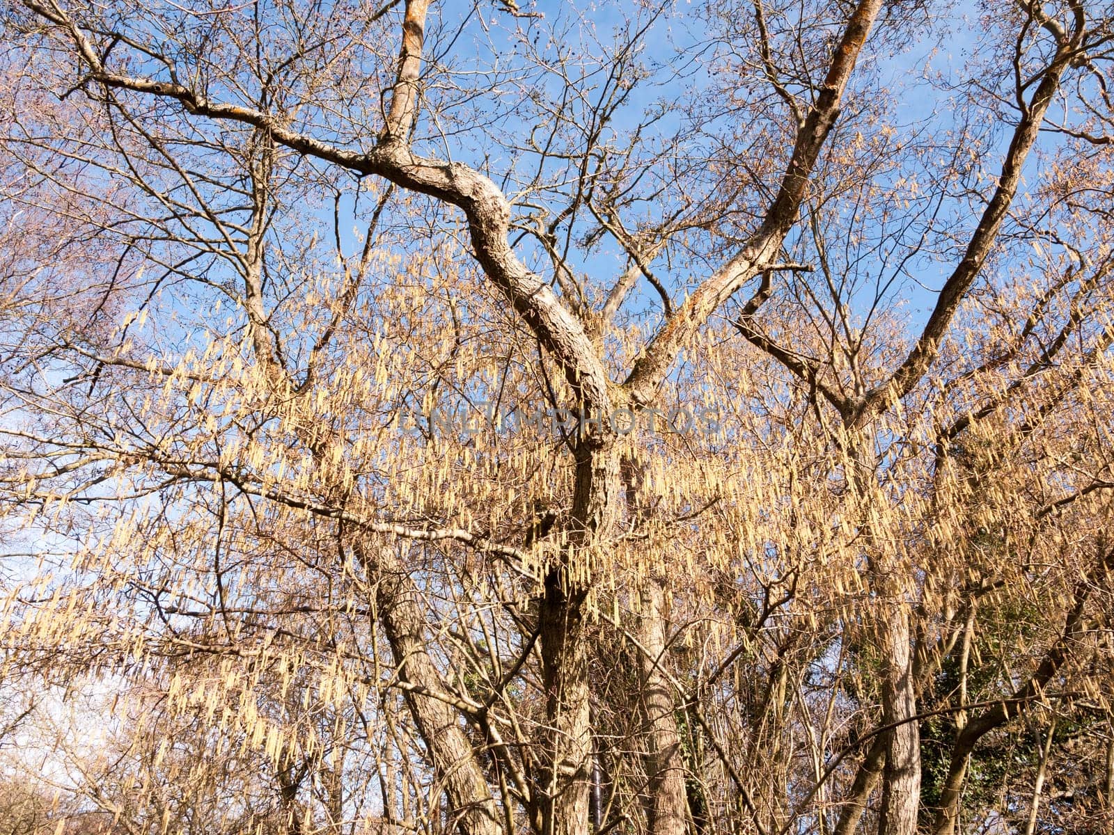 view of hanging catkins on tree in spring beautiful  essex  england  uk