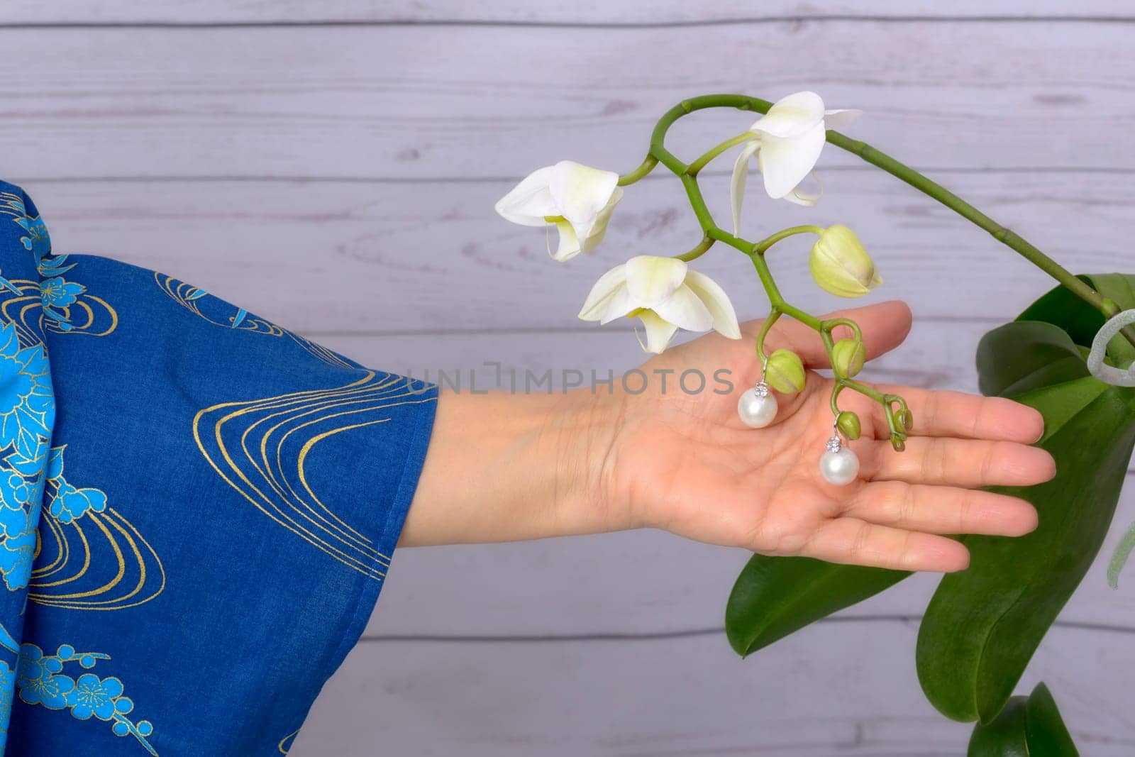 Woman cares for white orchid, wearing ring of Japanese white pearls.