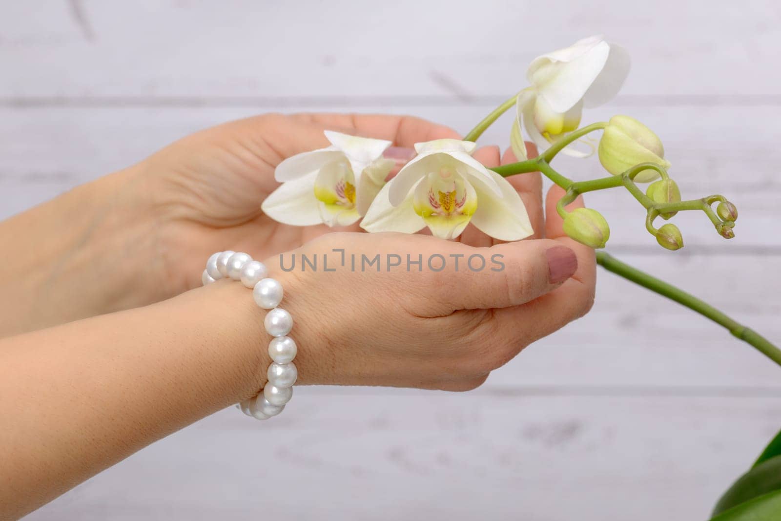Woman cares for white orchid, wearing ring and bracelet of Japanese white pearls.