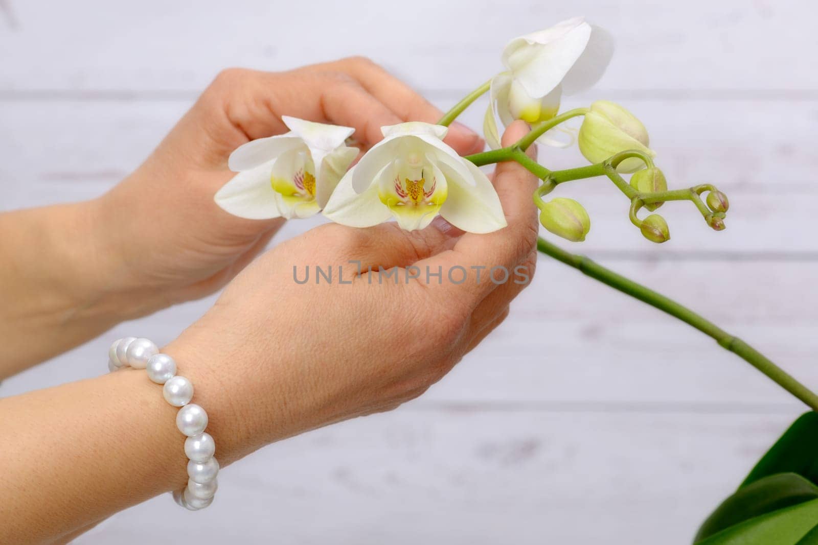 Woman cares for white orchid, wearing ring and bracelet of Japanese white pearls.