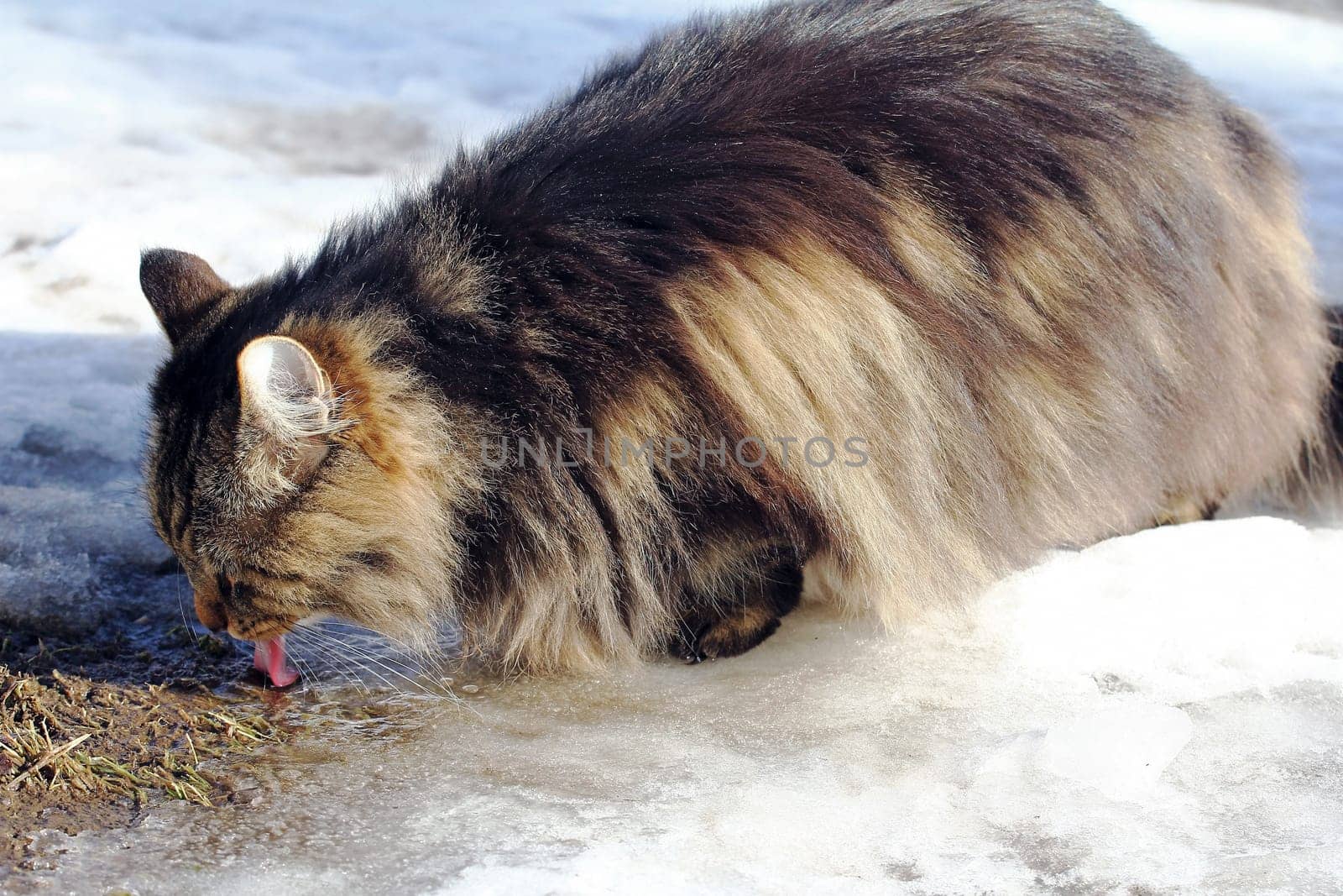 A Norwegian forest cat drinks from a puddle in winter. A cat drinks snow water