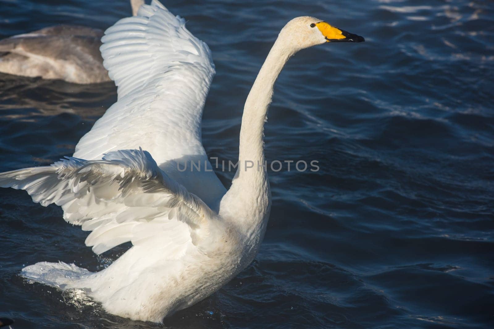 Beautiful white whooping swans swimming in the nonfreezing winter lake. The place of wintering of swans, Altay, Siberia, Russia.