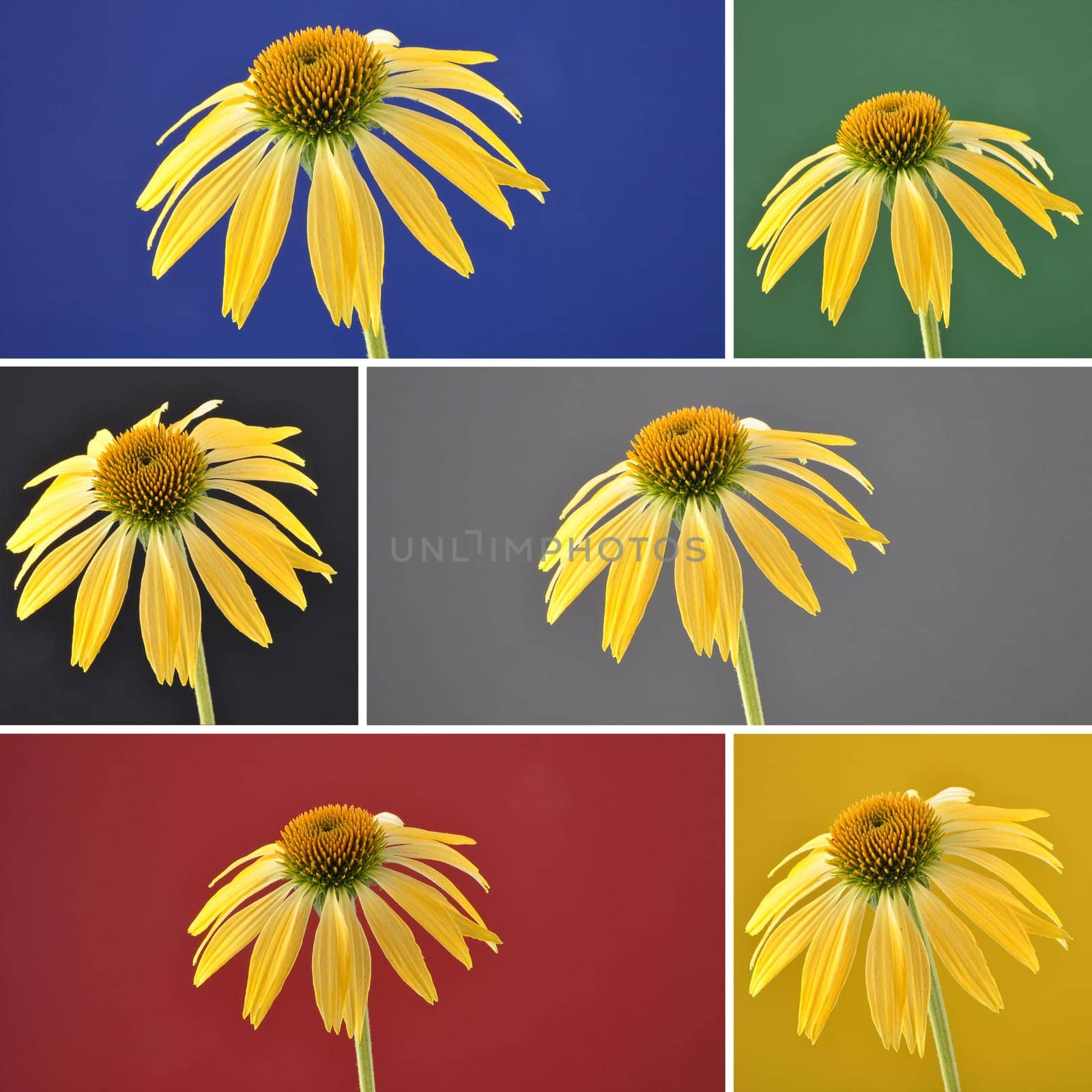 Collage yellow coneflower on background