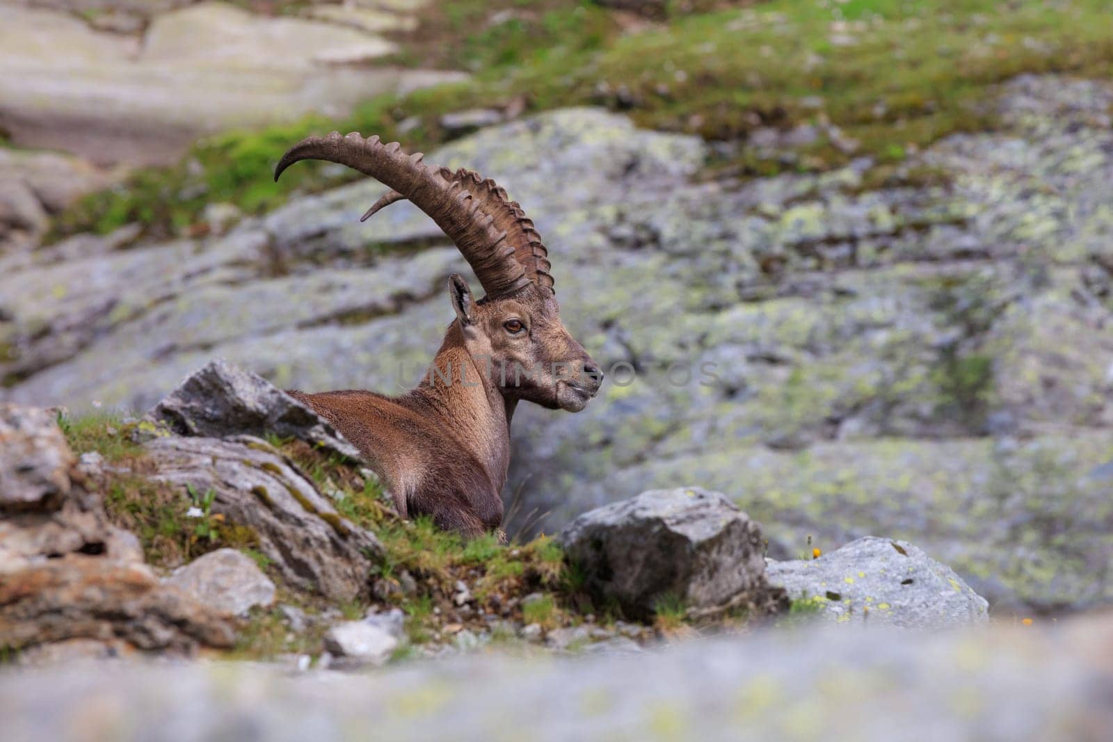 Ibex, Range of Mont Blanc. French Alps