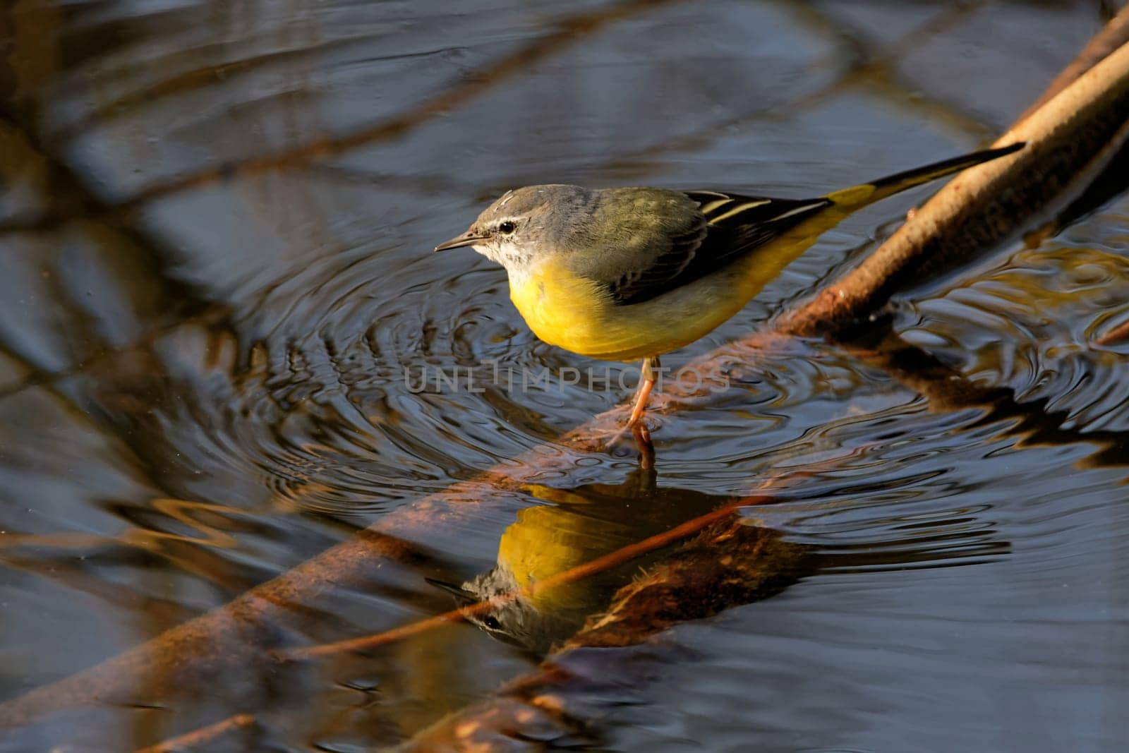 Mountain wagtail hunts in the stream