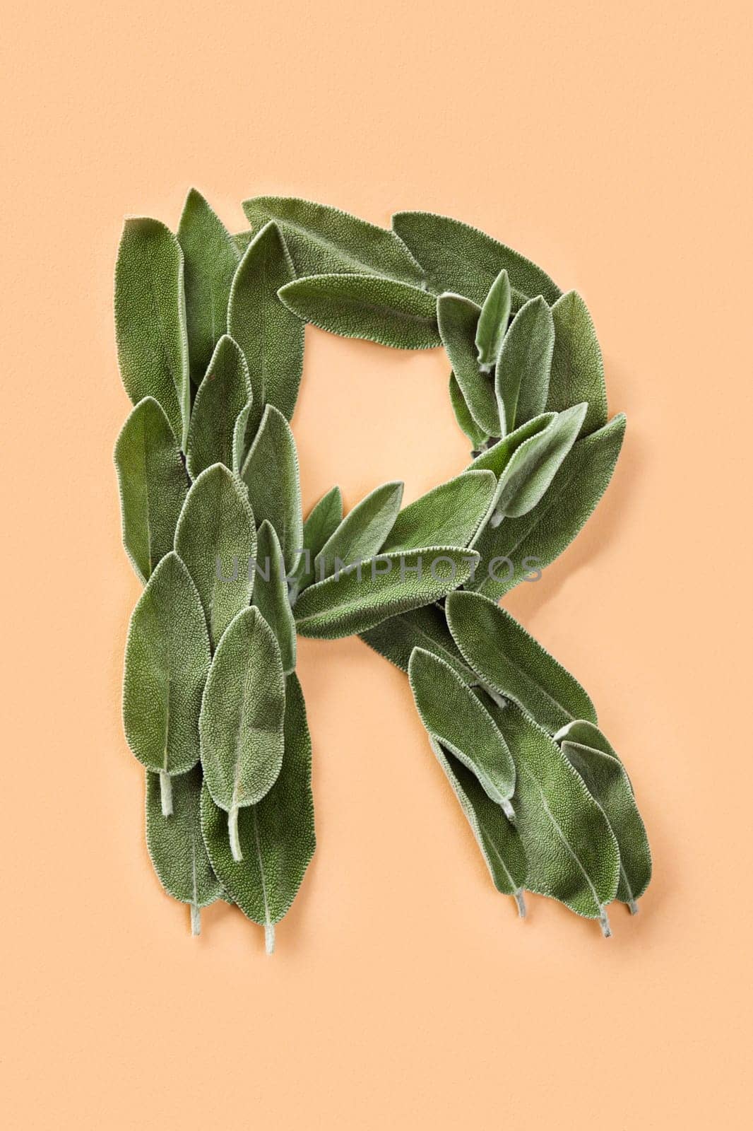 Letter R made from green petals of sage isolated on a beige background