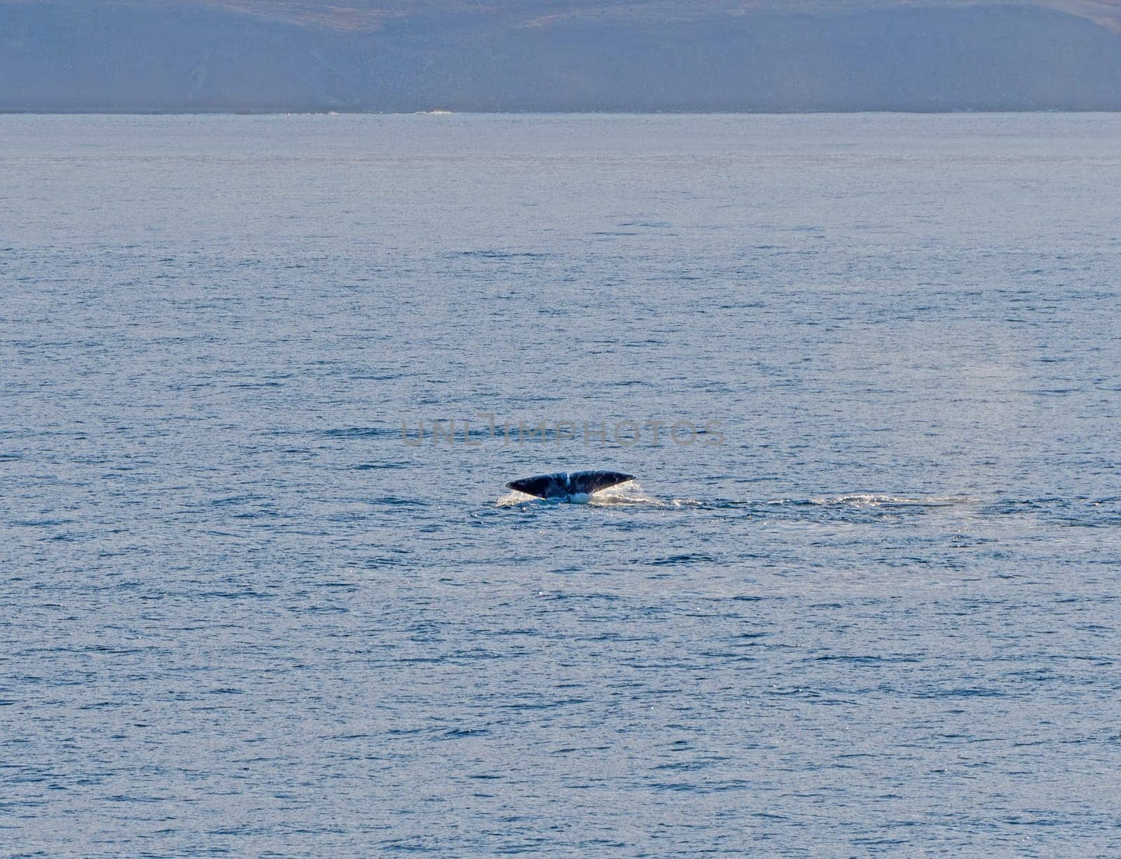 Bowhead whale flukes in the arctic in Isabella Bay of the Ninginganiq National Wildlife Area on Baffin Island in Nunavut, Canada