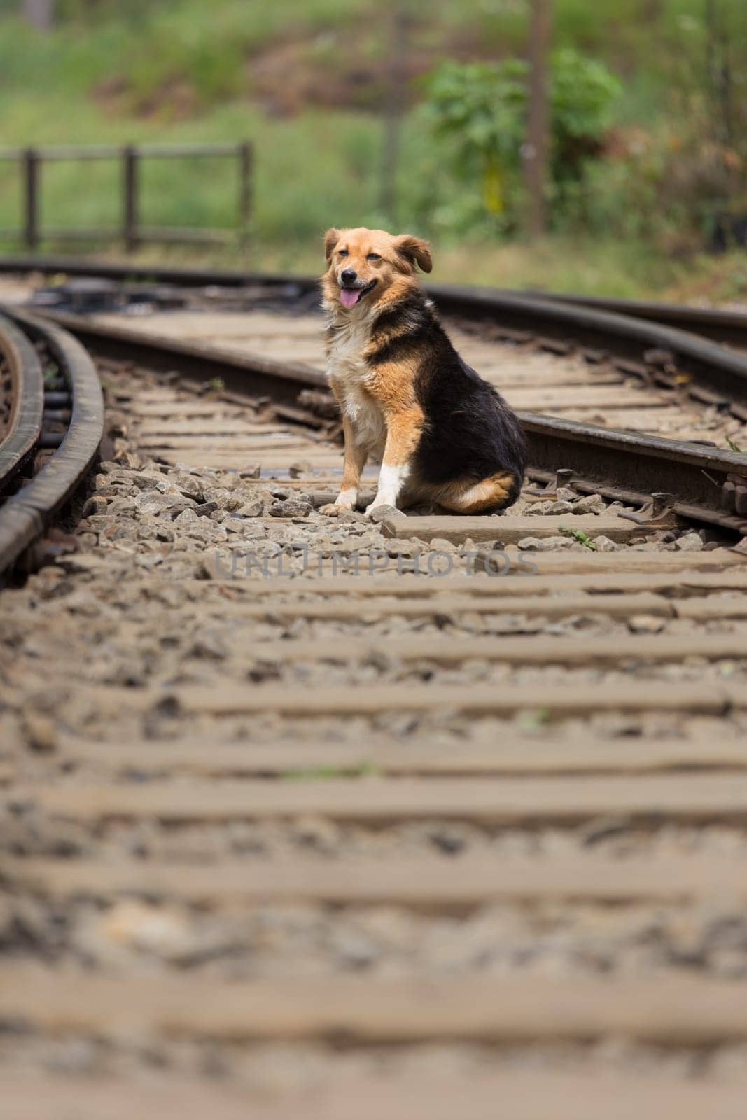 Cute lonley curious stray dog sitting on the railroad tracks.