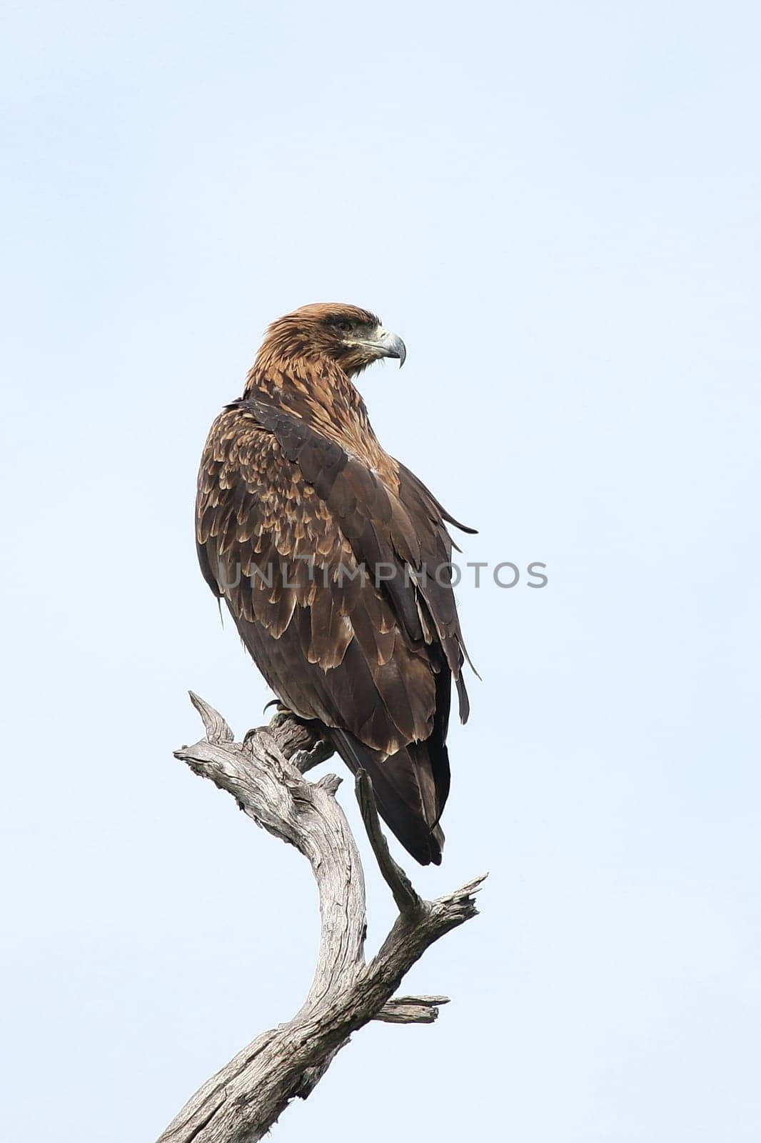 Wild African Bird  in African Botswana savannah