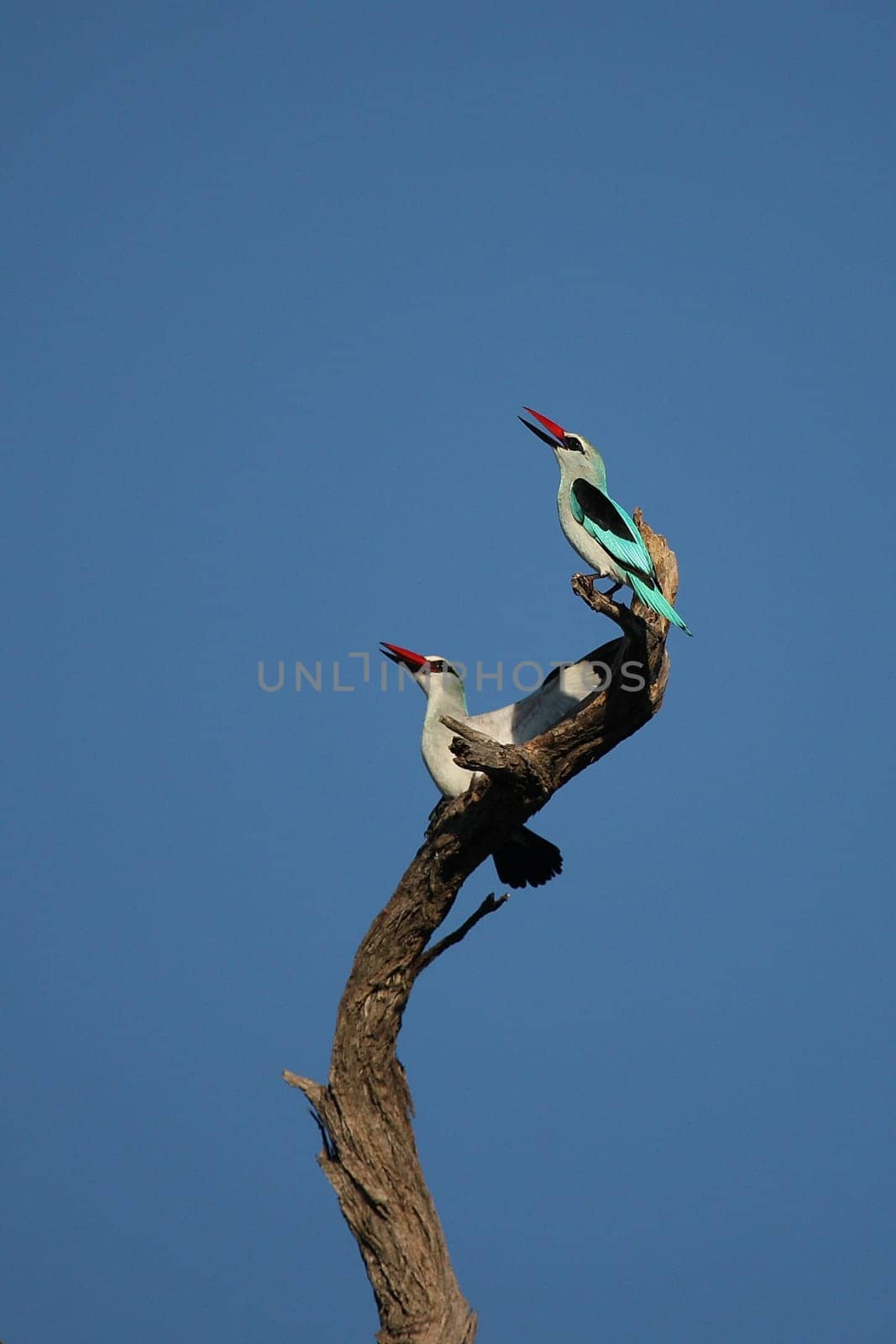 Wild African Bird  in African Botswana savannah