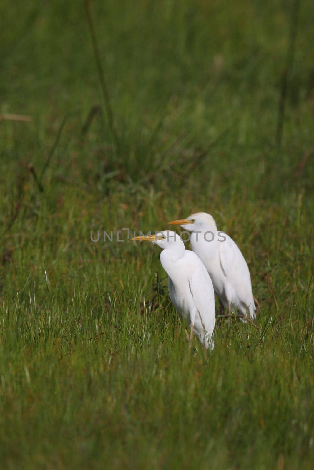Wild African Bird  in African Botswana savannah