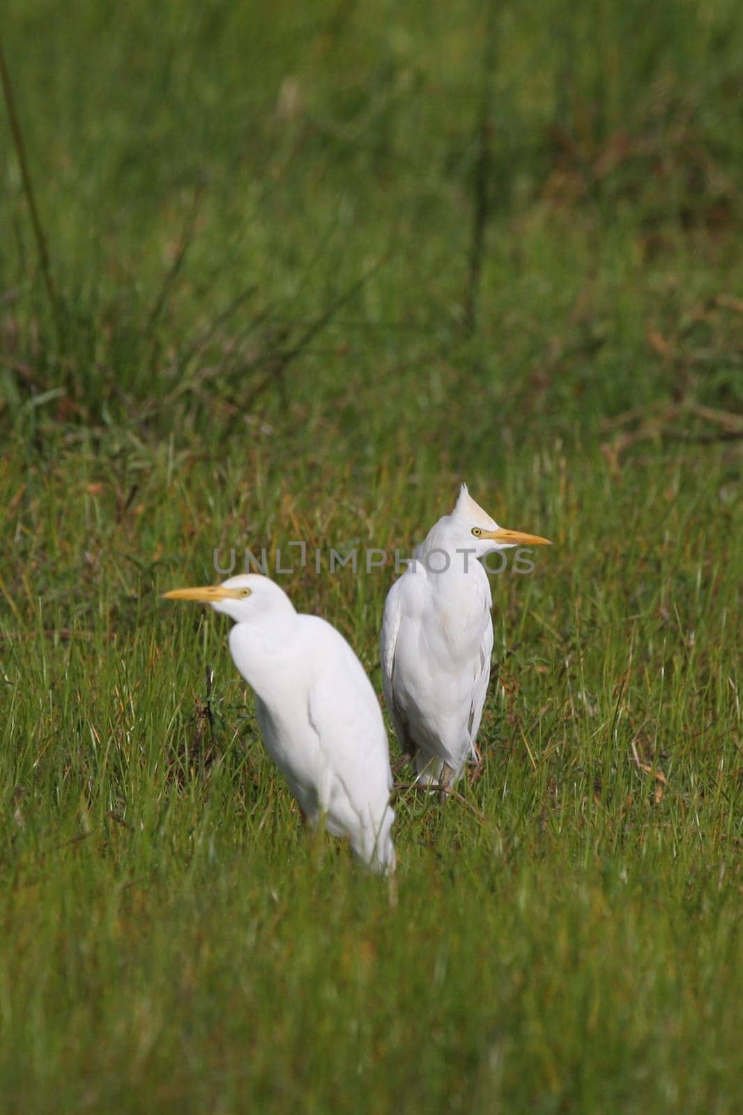 Wild African Bird  in African Botswana savannah
