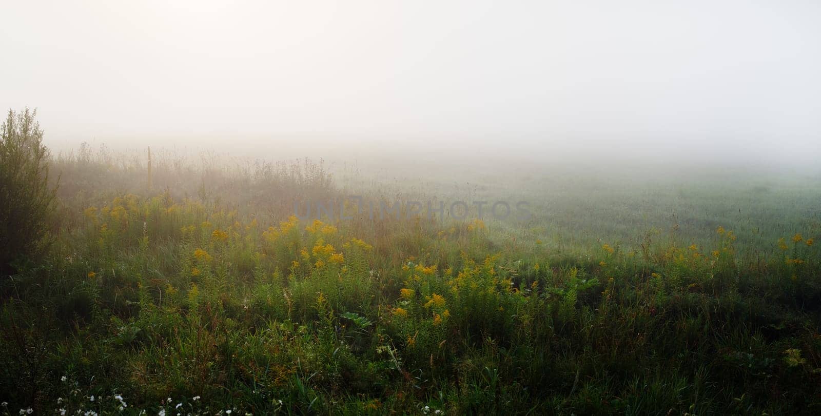 Meadow in the dense morning fog. Rural landscape. Panorama shot.