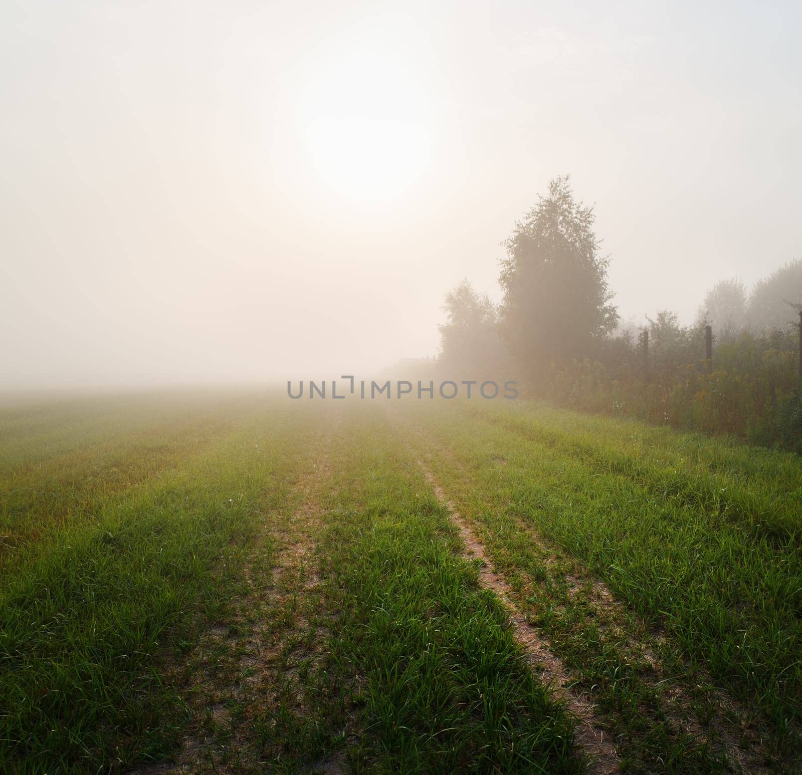Field in the dense morning fog. Mist over the meadow.