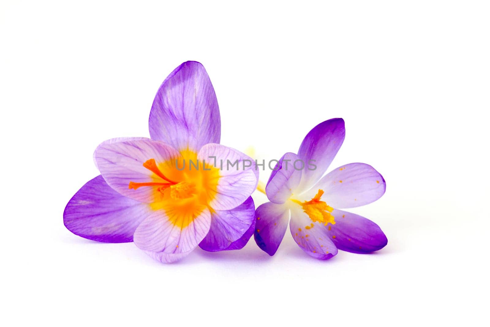 crocus - one of the first spring flowers
