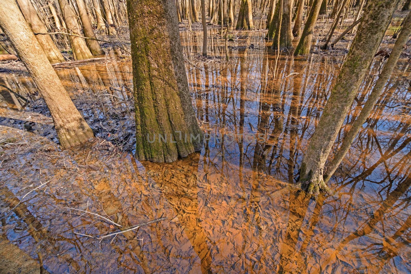 Tupelo Trees Growing in the Wetlands in Congaree National Park in South Carolina