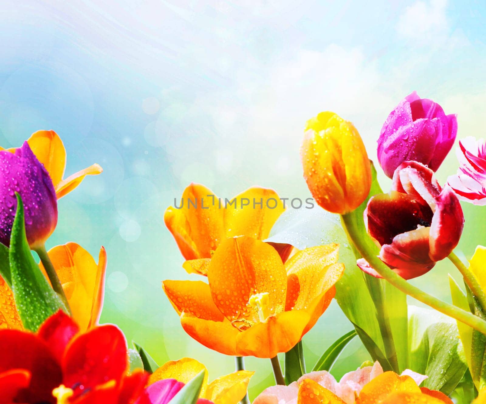 tulpen colorful drip sky