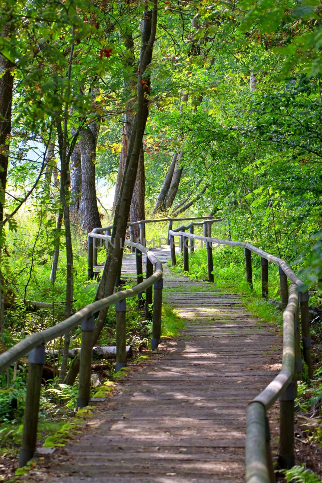 Forest on the Swabian Alb - Schopfloch