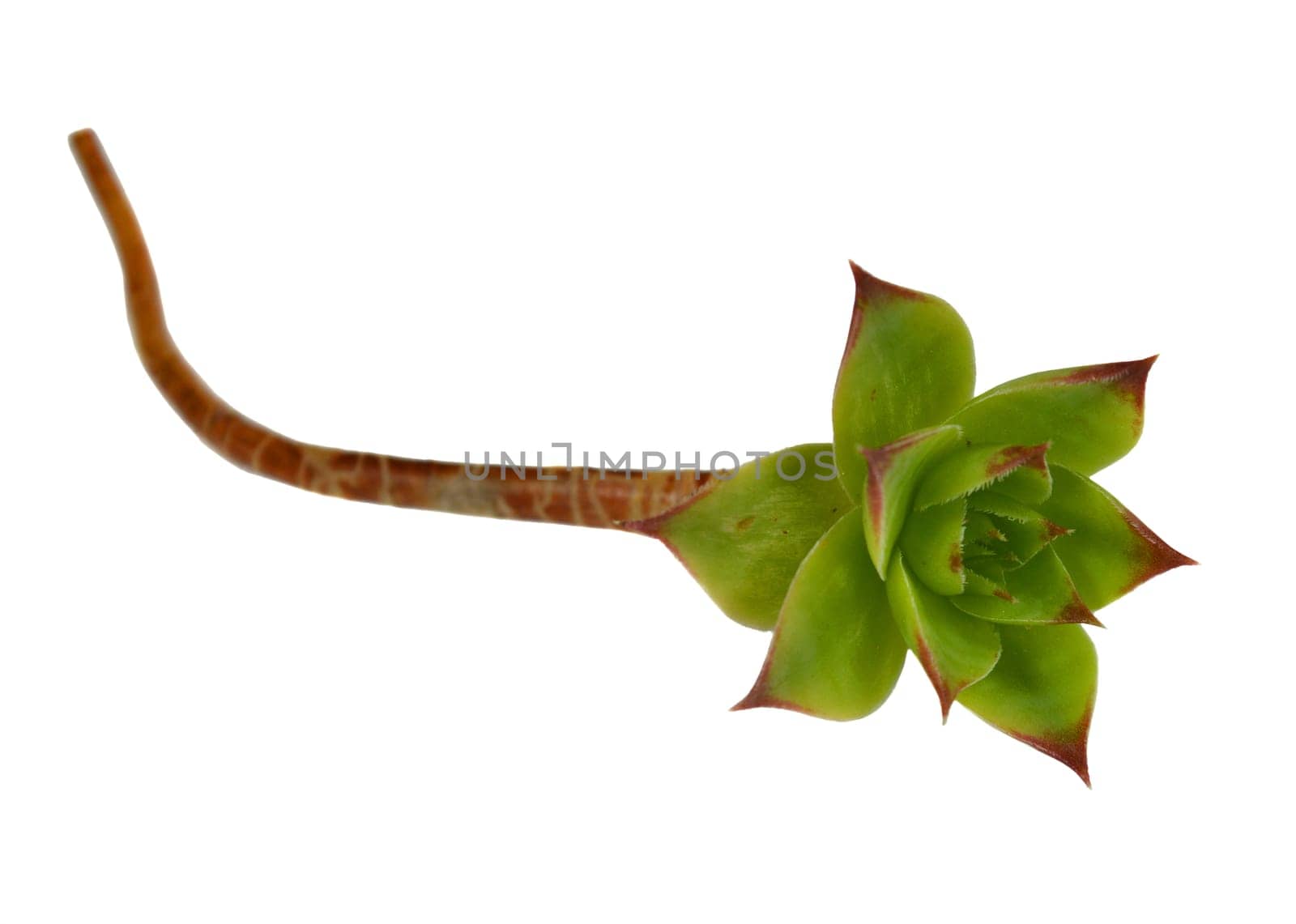 Crassulaceae succulent flower