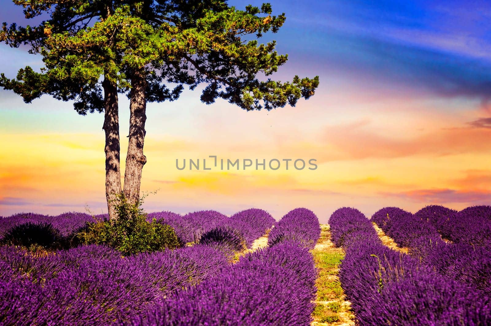 Lavender field in Provence, near Sault, France