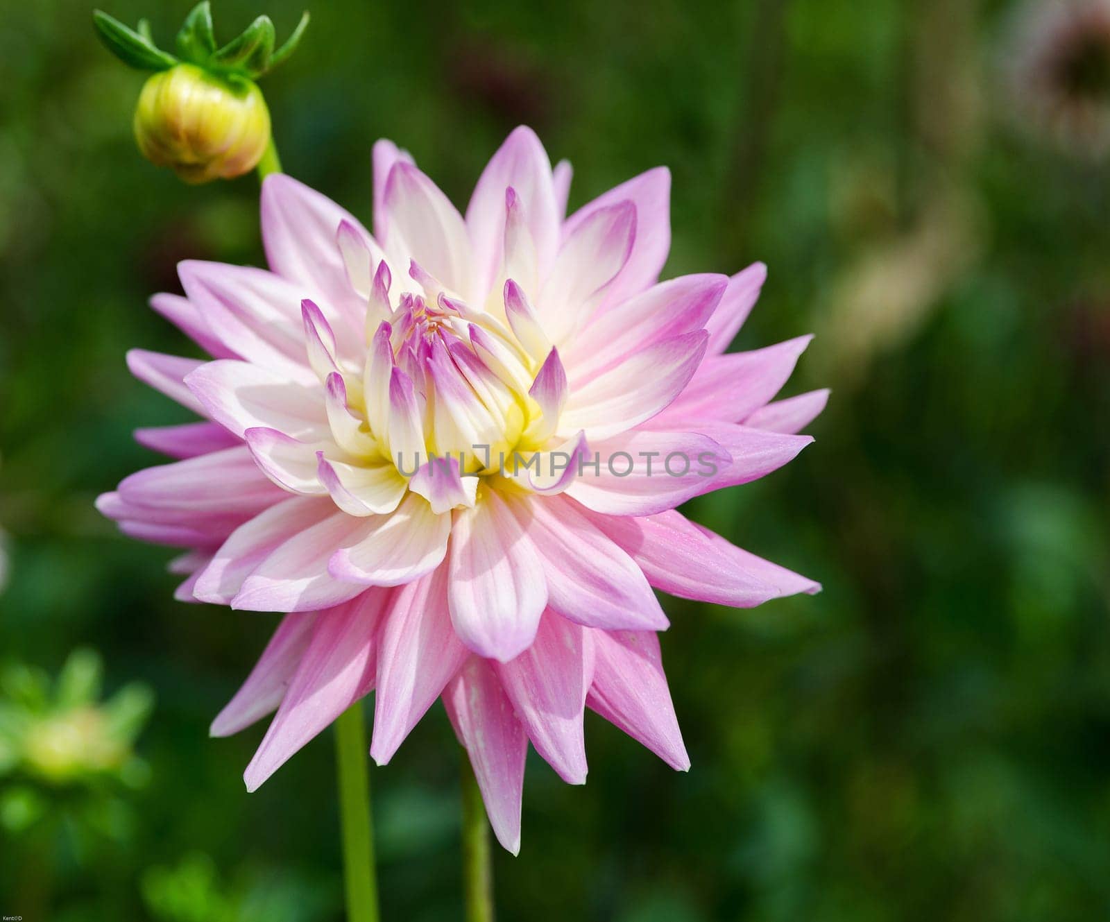 a very beutiful dahlia white and pink very nice and fine color