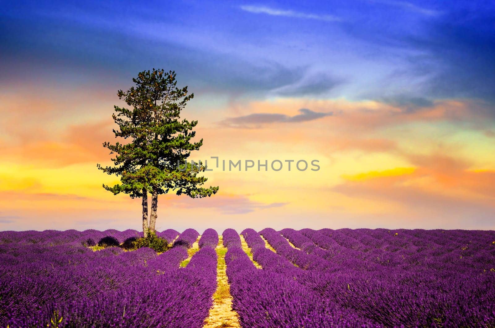 Lavender field in Provence, near Sault, France