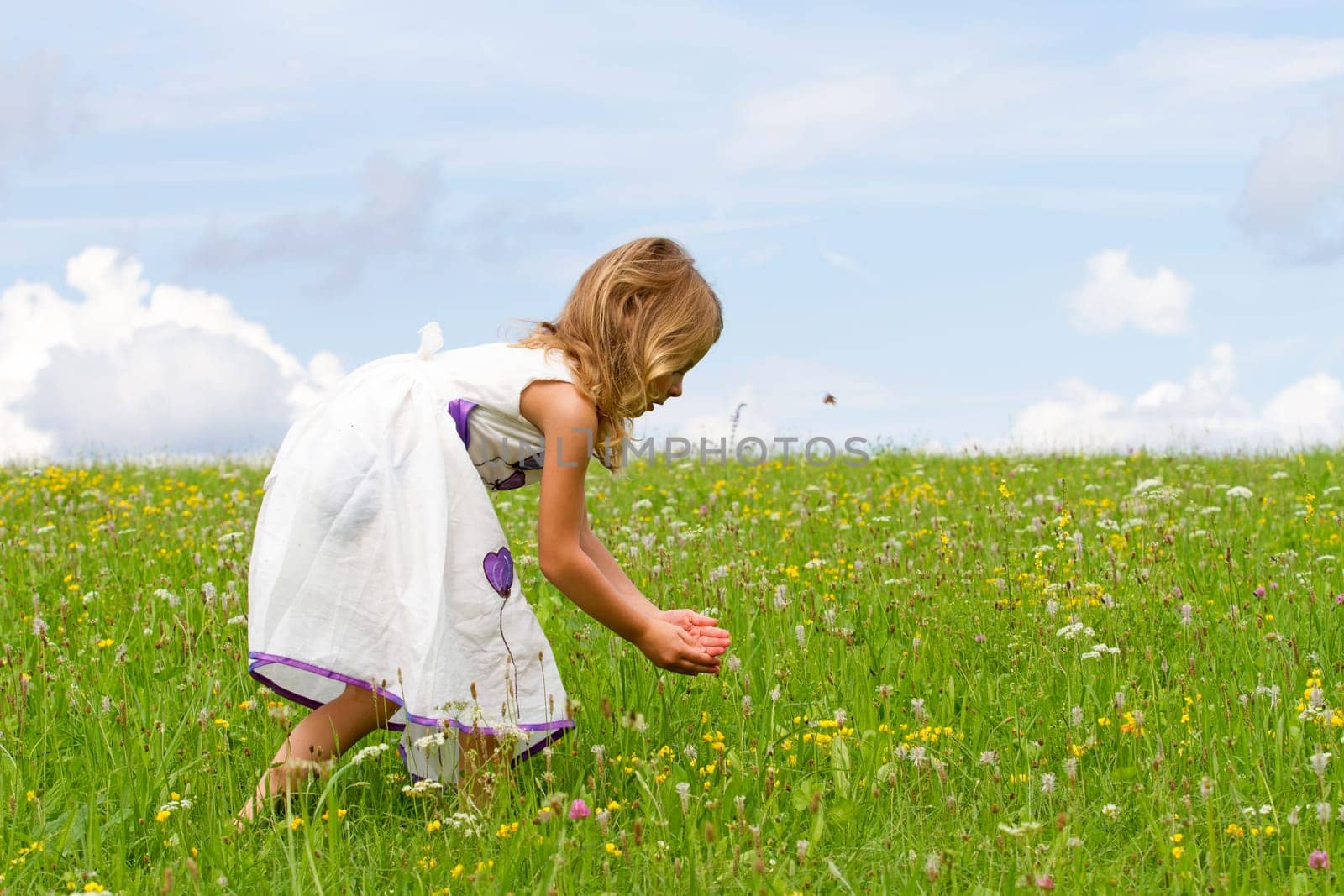 Butterfly search