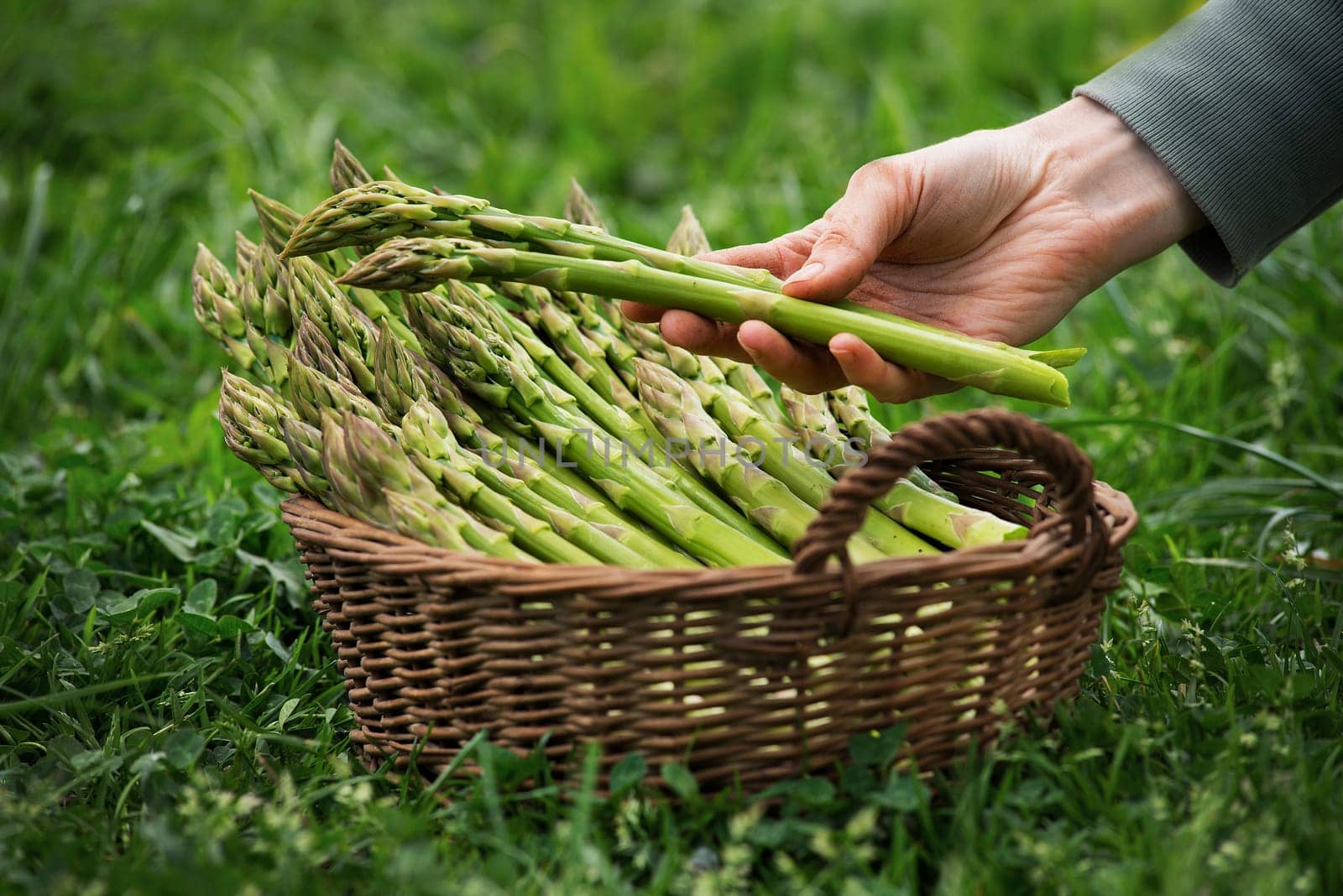 Asparagus. Fresh Asparagus. Green Asparagus. Asparagus in hands of a farmer